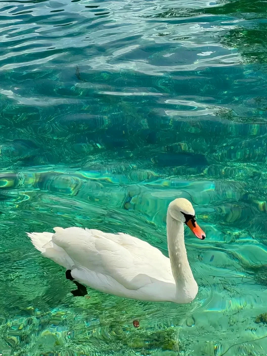 3.20|九寨沟现状!!闯入了动物世界,附攻略