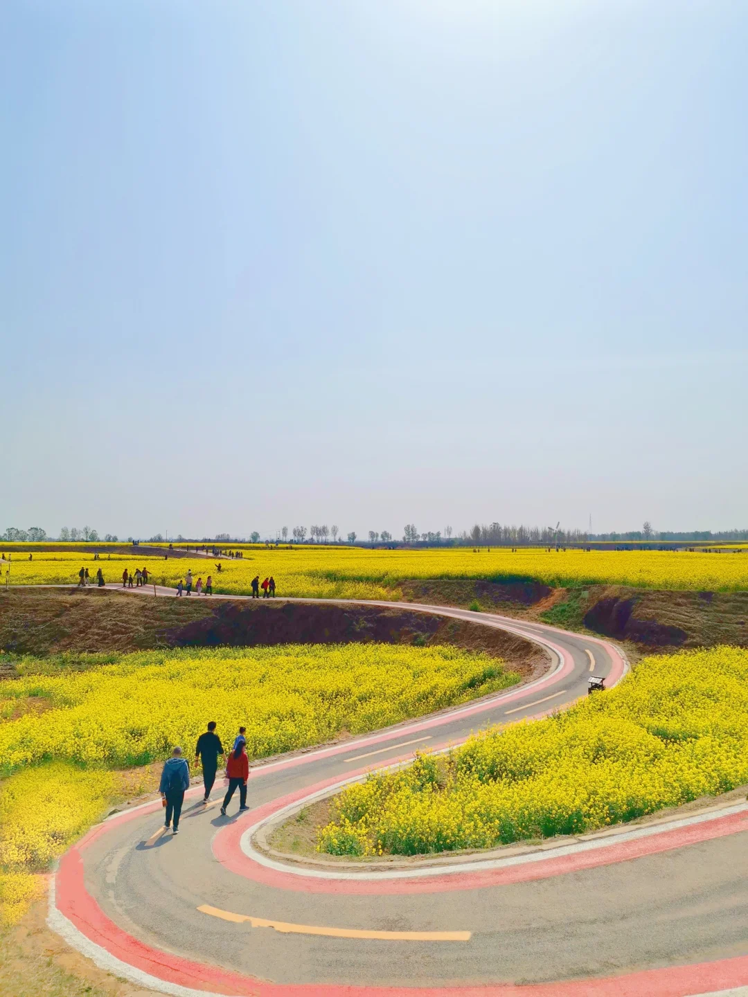 邯郸周边游：金沙河红薯岭万亩油菜花