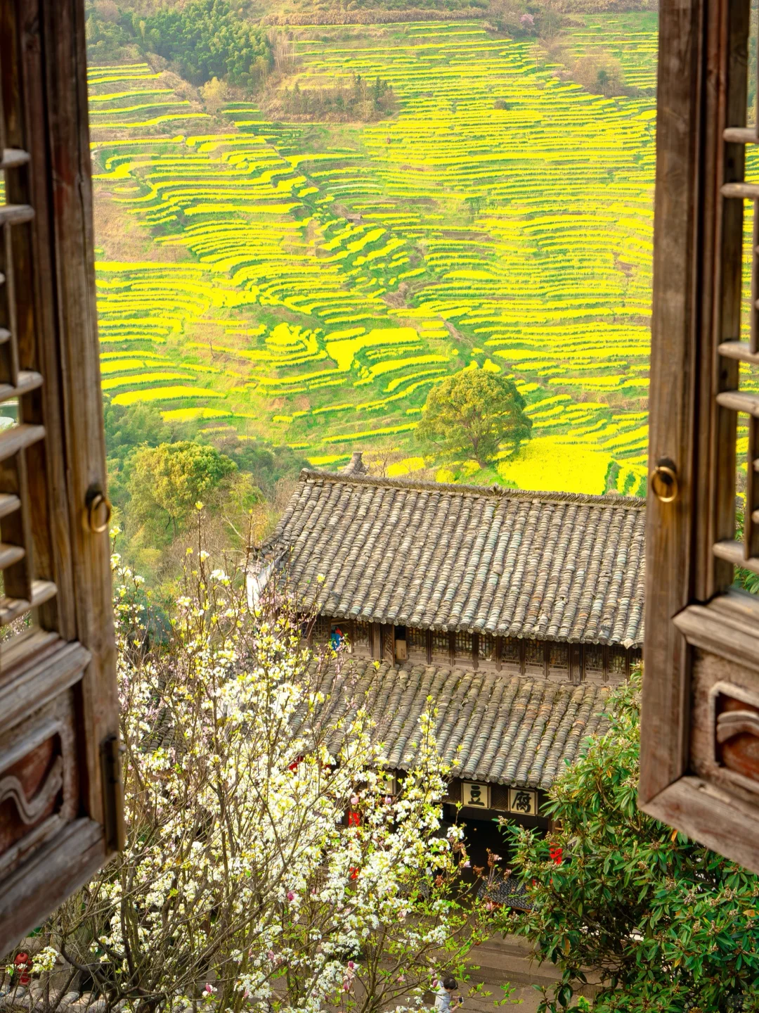 Live实况‼篁岭的春天美到封神！没有平替