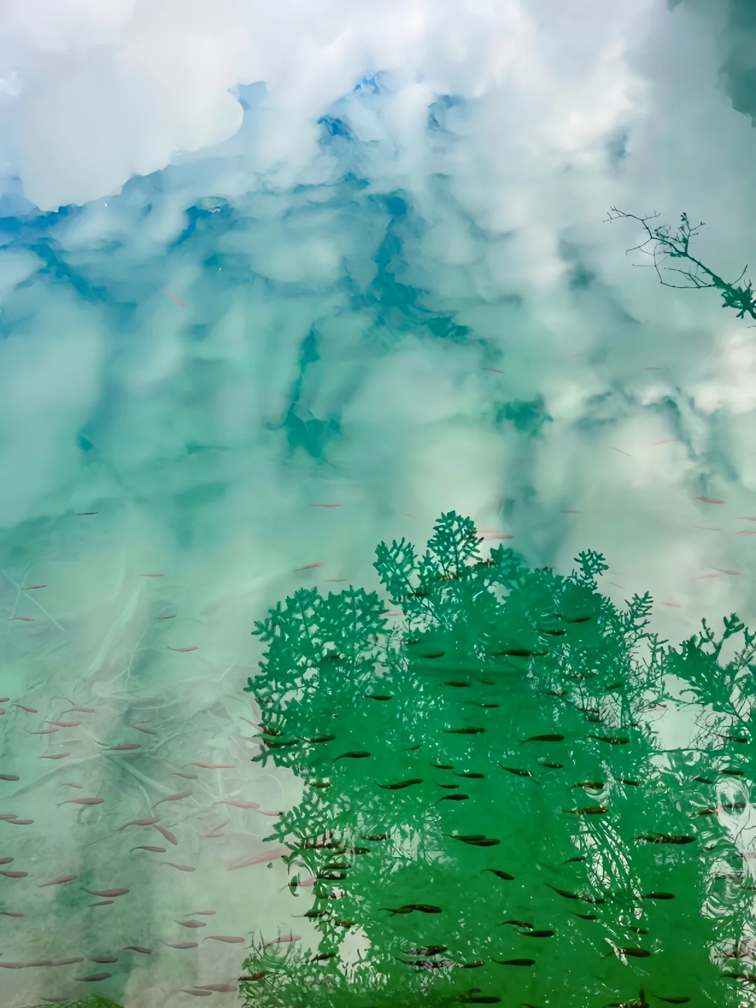 3.20|九寨沟现状!!闯入了动物世界,附攻略