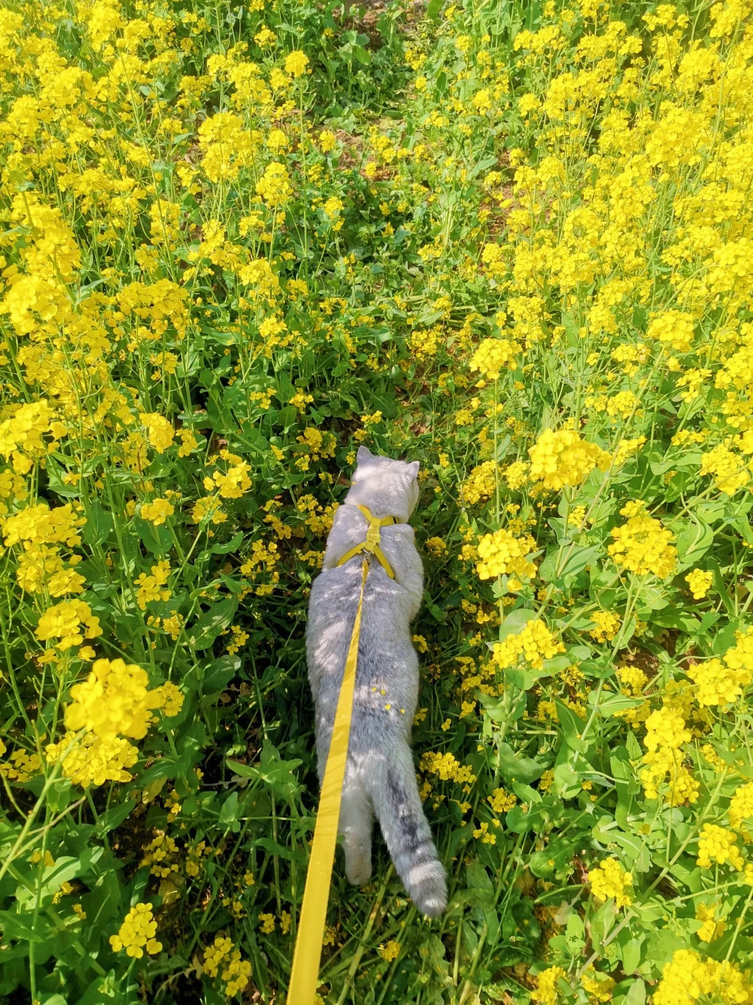 邯郸周边游：金沙河红薯岭万亩油菜花