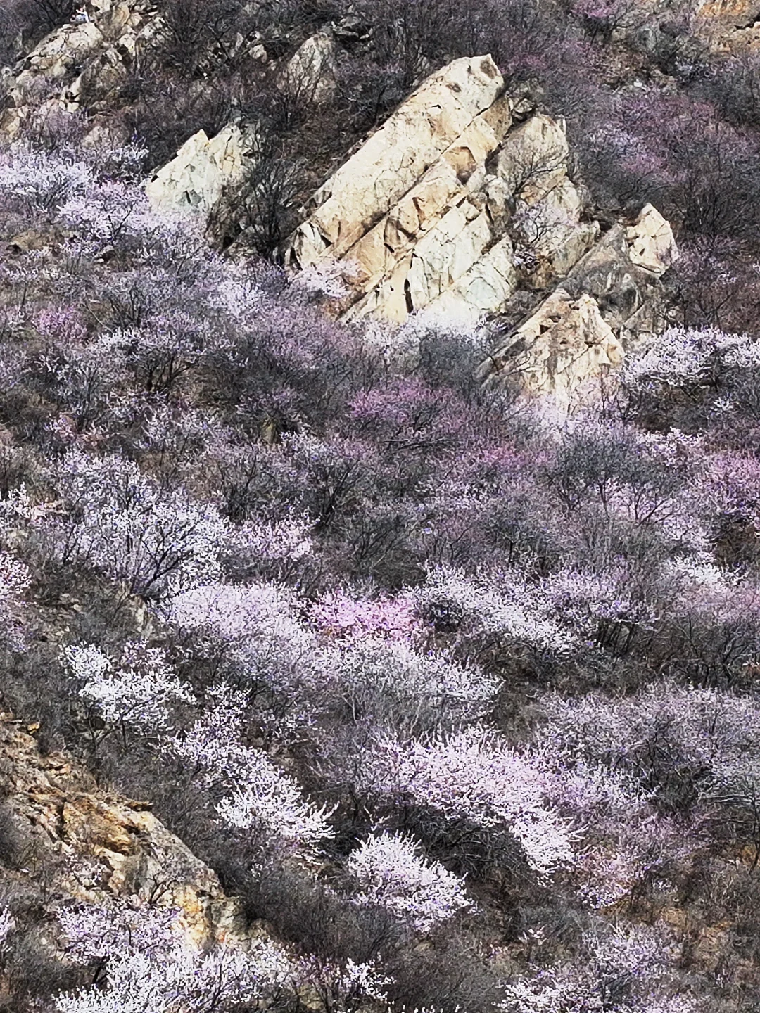 3.23实拍 | 在房山，幽岚山深处的桃花源！