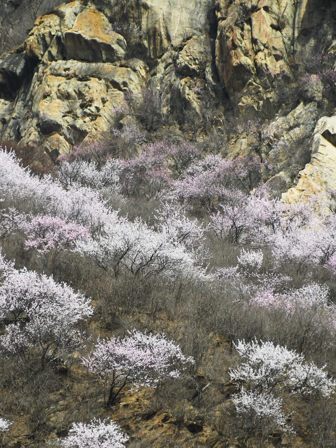 3.23实拍 | 在房山，幽岚山深处的桃花源！