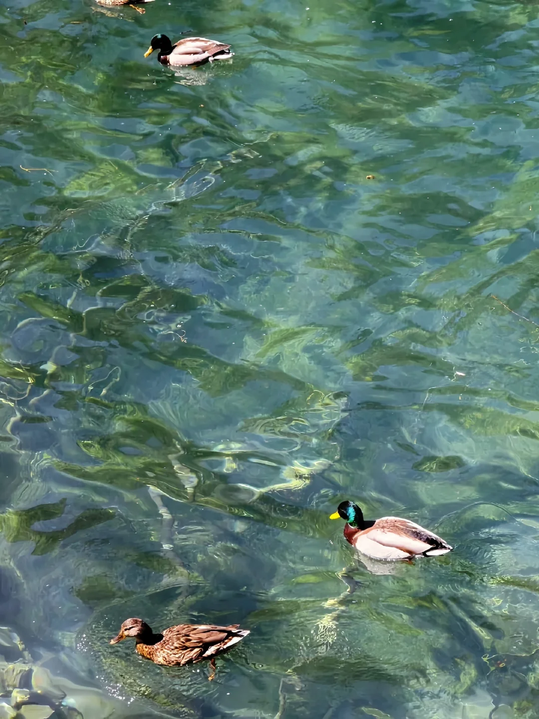 3.20|九寨沟现状!!闯入了动物世界,附攻略