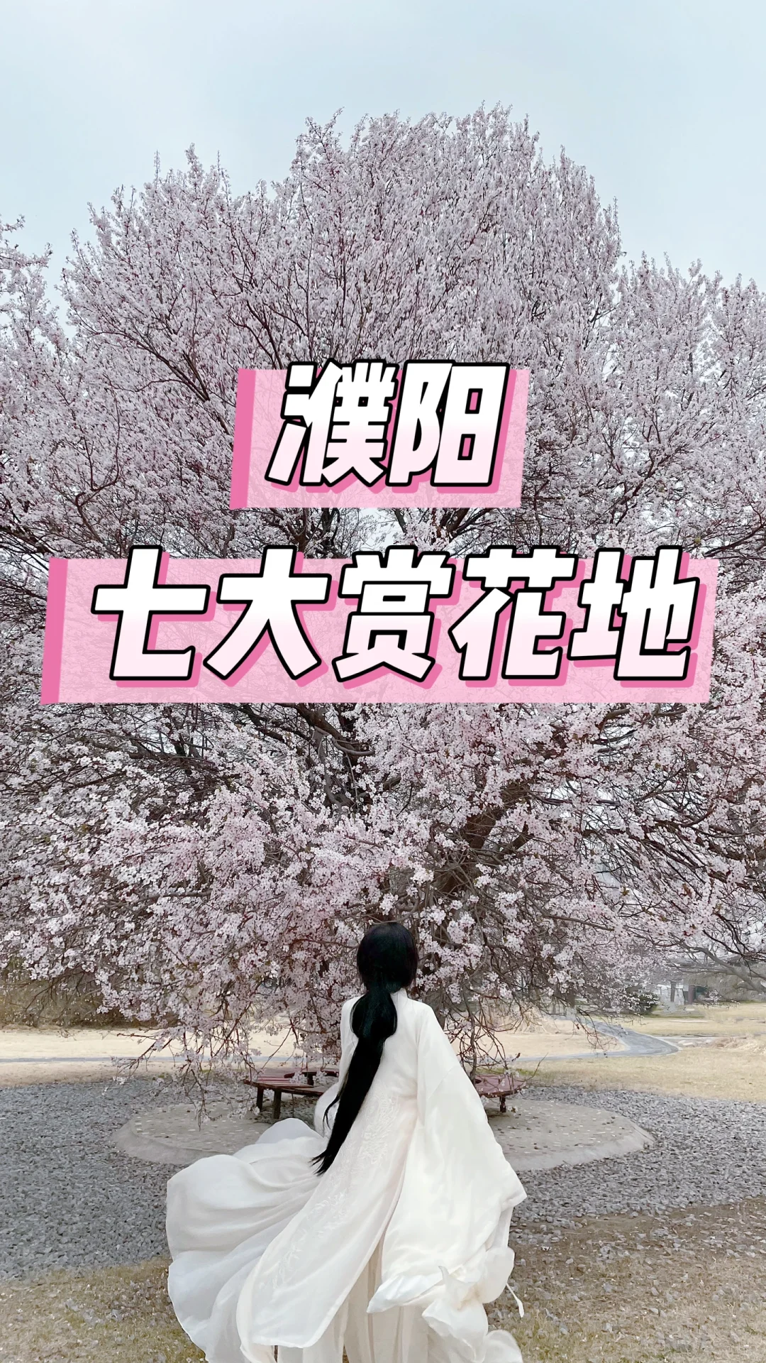 🌸 濮阳｜七大绝美赏花地点·时间全攻略