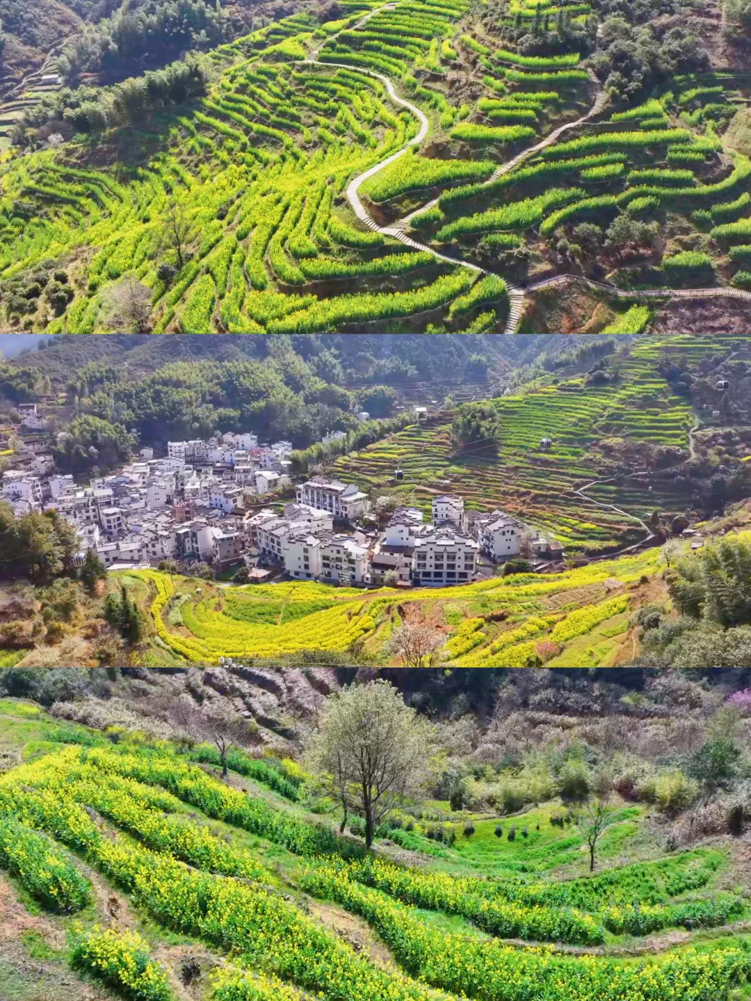 Live实况‼篁岭的春天美到封神！没有平替