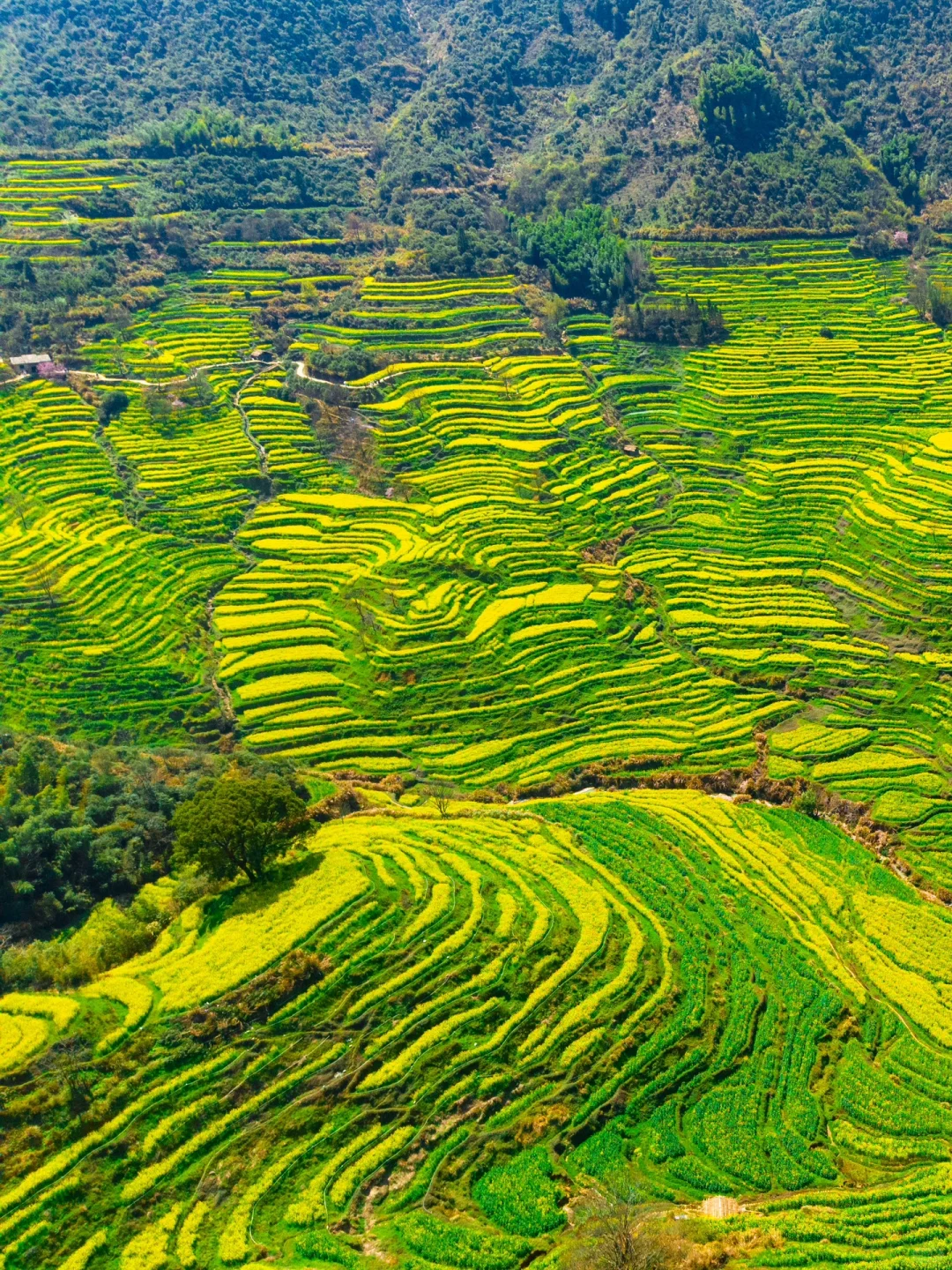 接下来的婺源篁岭🌼是漫山遍野的油菜花海‼️