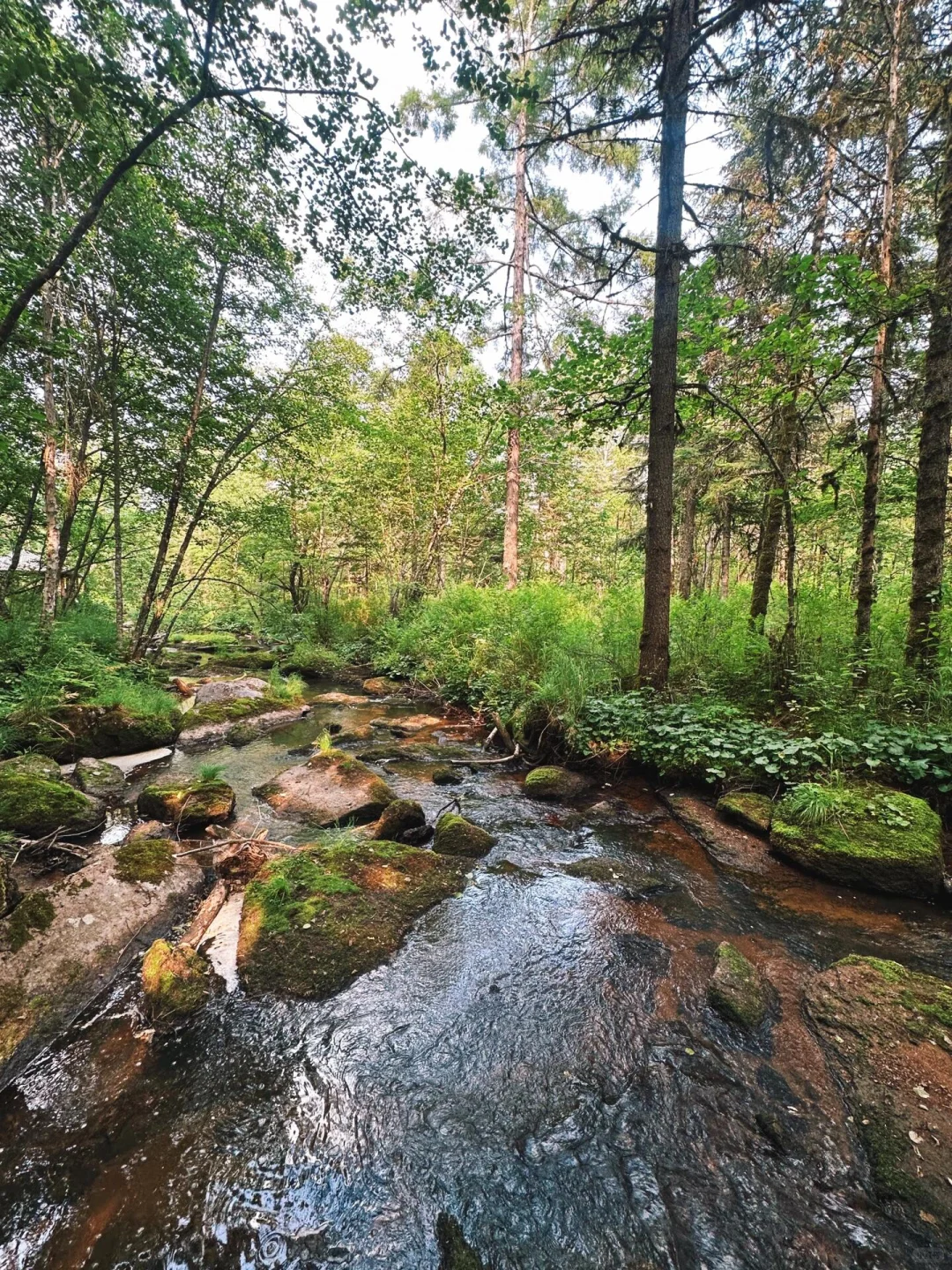 不用去新疆，北方这里也有属于新疆的阿勒泰