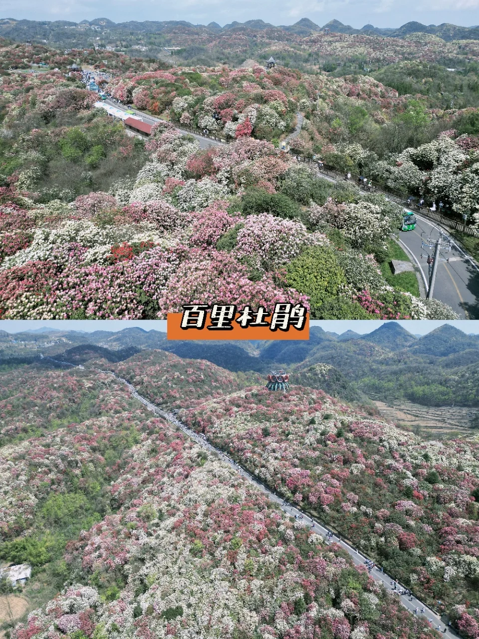 2025追花季 | 百里杜鹃最新攻略，赶快收藏