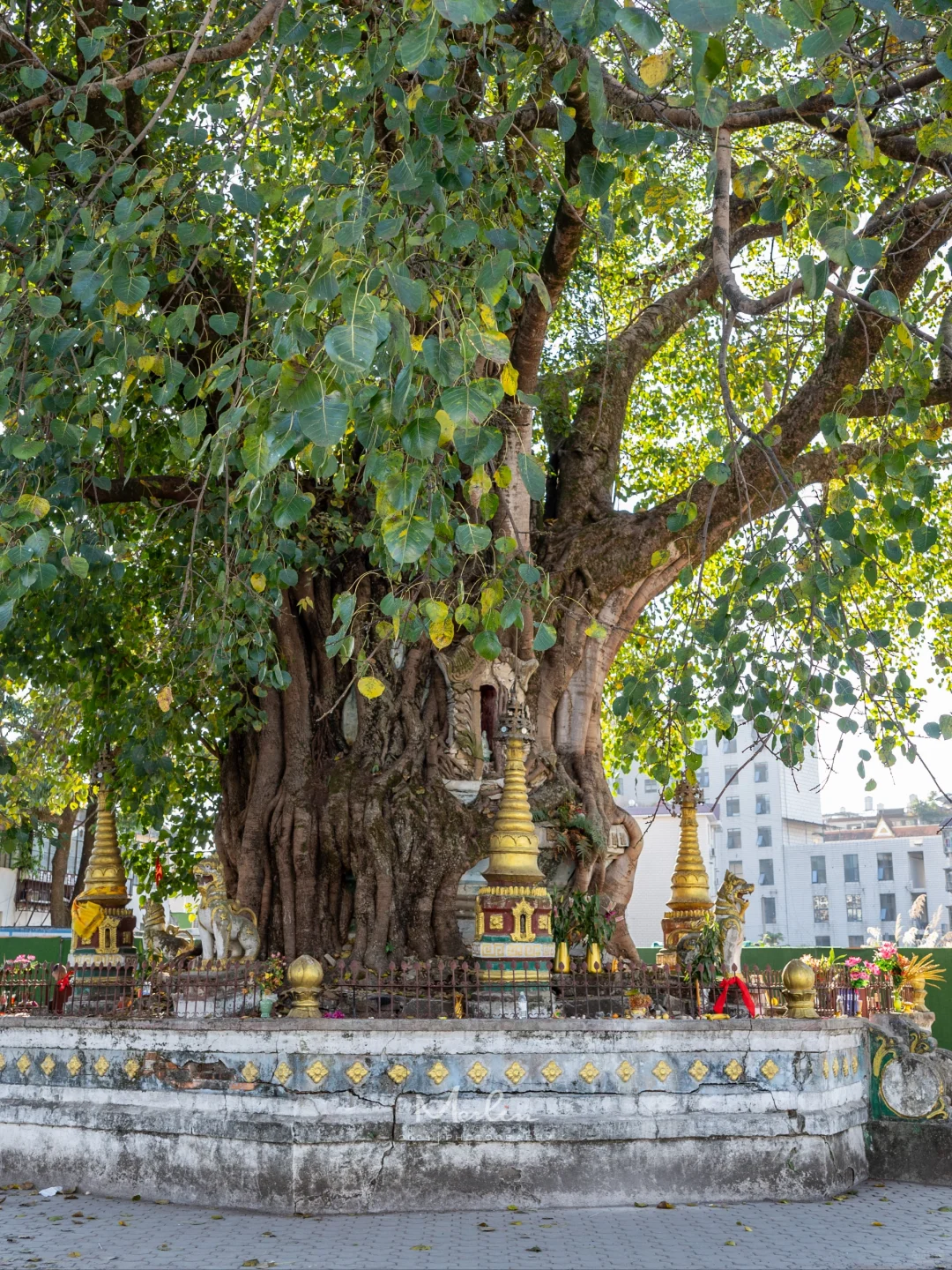 跟风成功了，芒市真的太好吃、太好逛了！