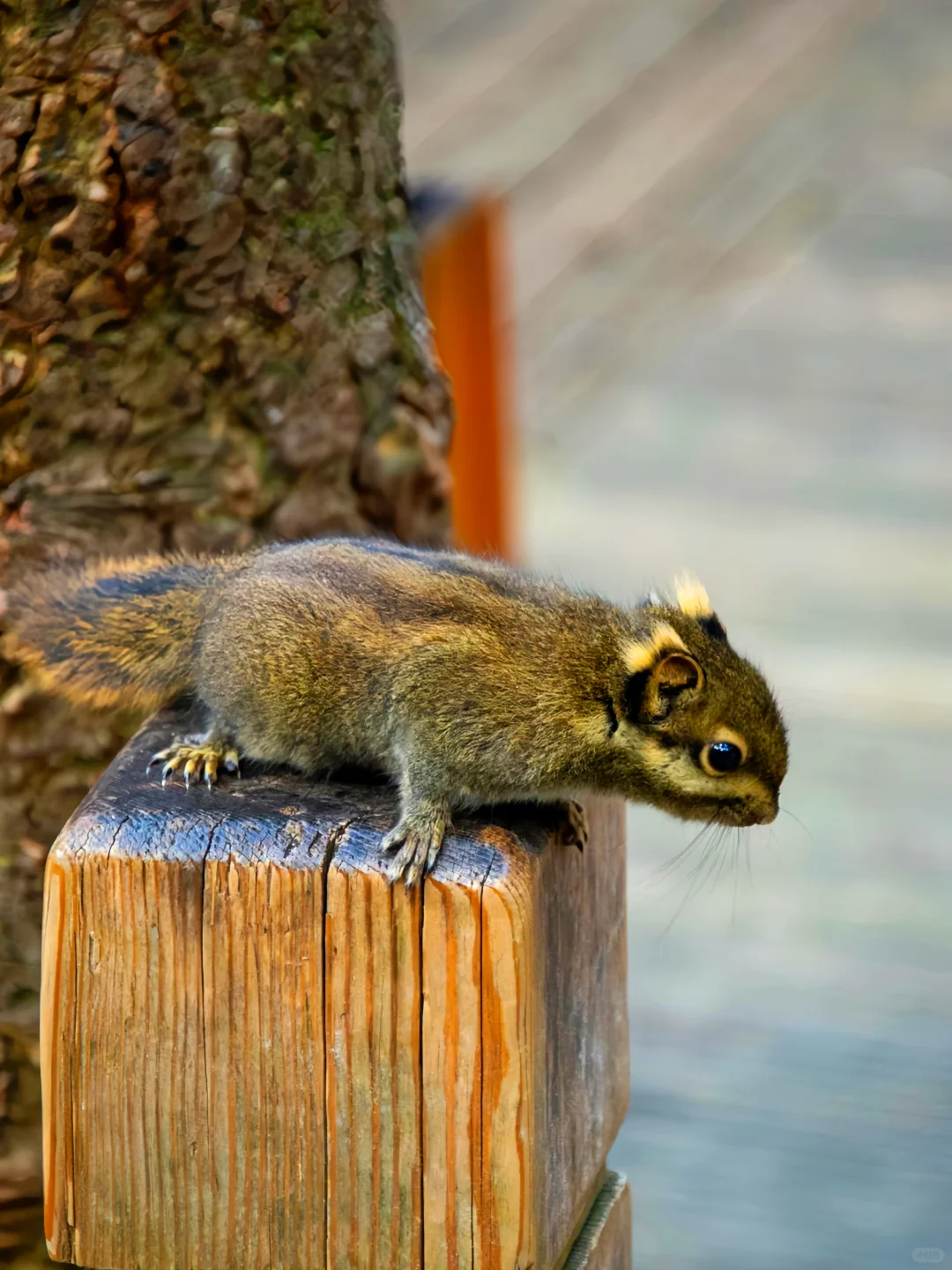 3.20|九寨沟现状!!闯入了动物世界,附攻略