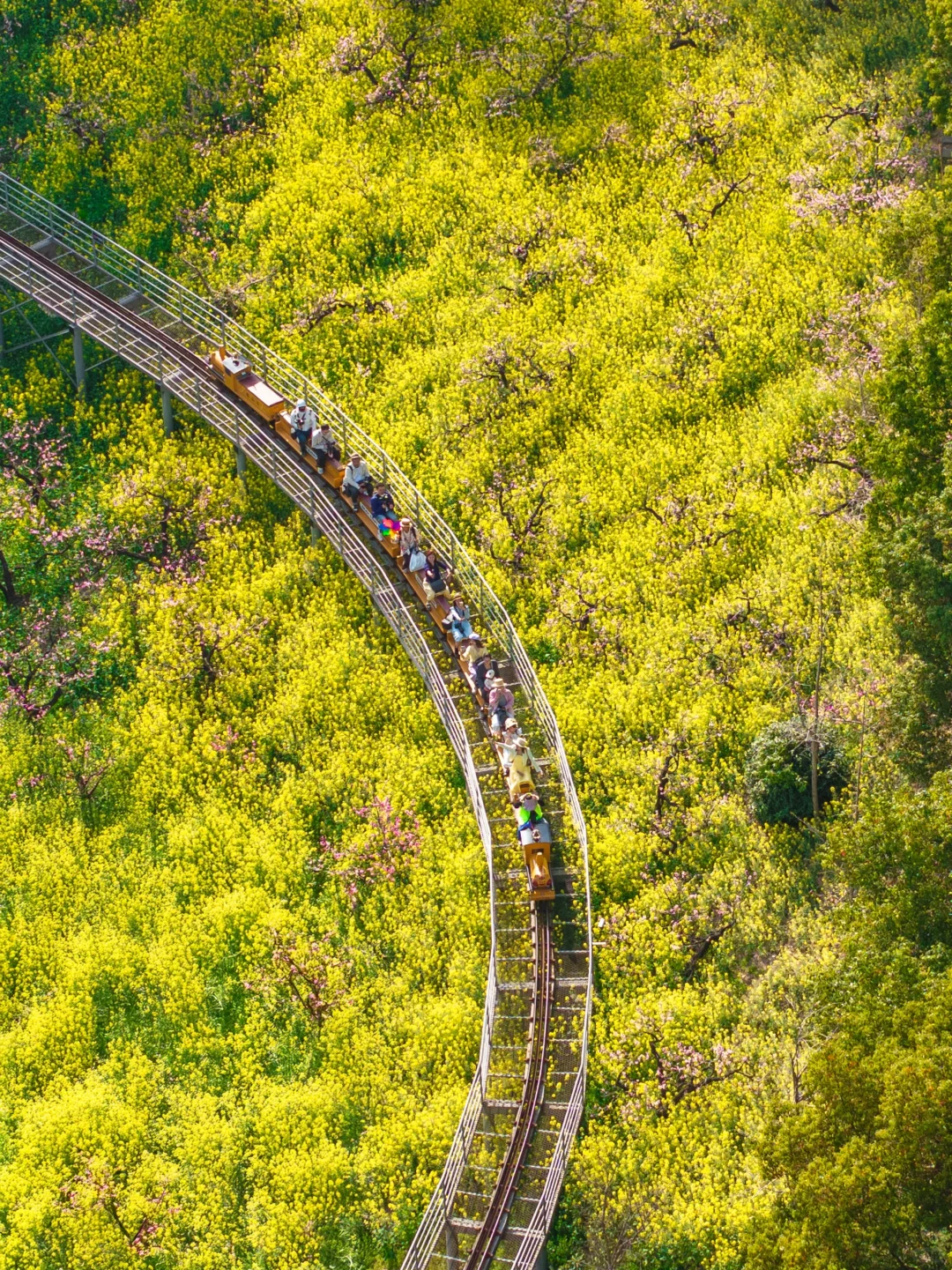 在小红书跟风最成功的一次‼️湖州小众花海