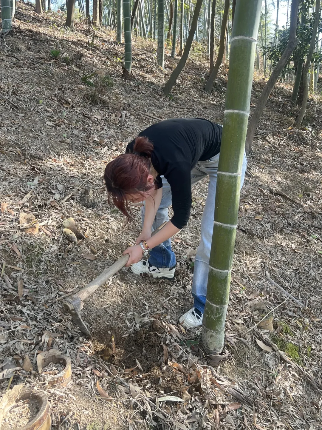 苏州春日挖笋地图｜把春天带回家