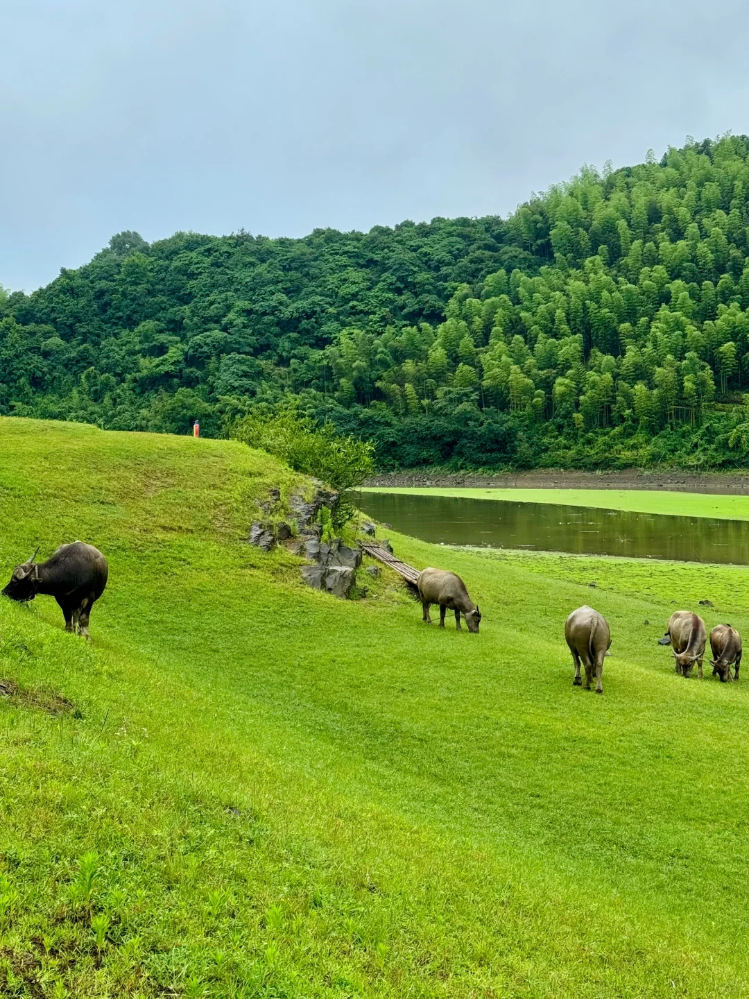“西湖太拥挤，我选择退隐安吉上春山”🌿