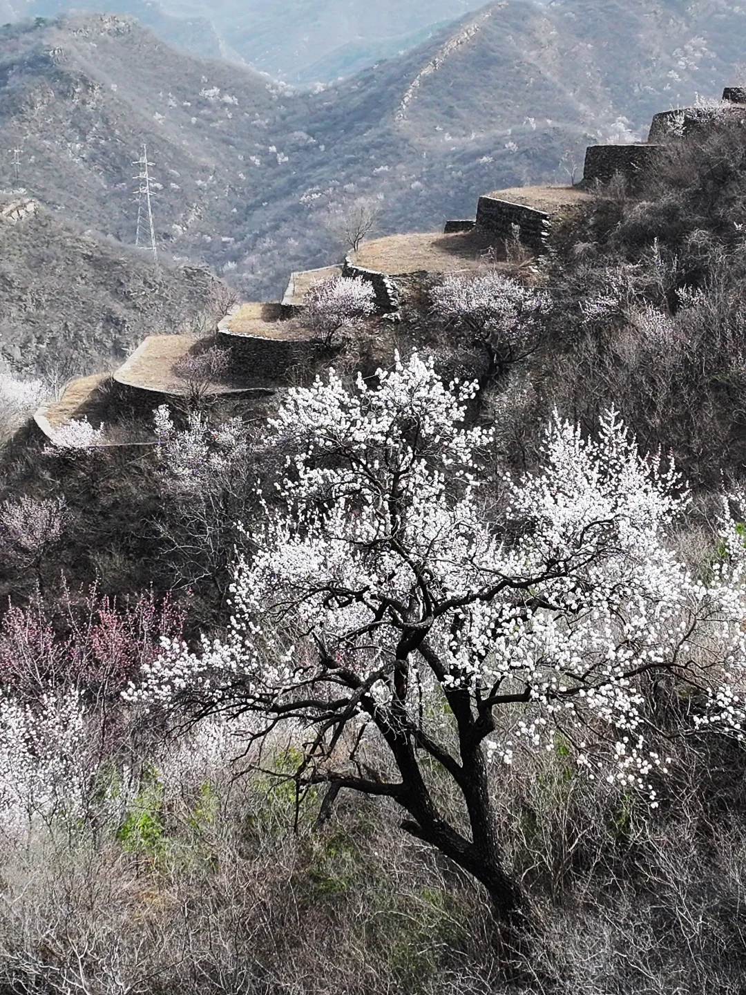 3.23实拍 | 在房山，幽岚山深处的桃花源！