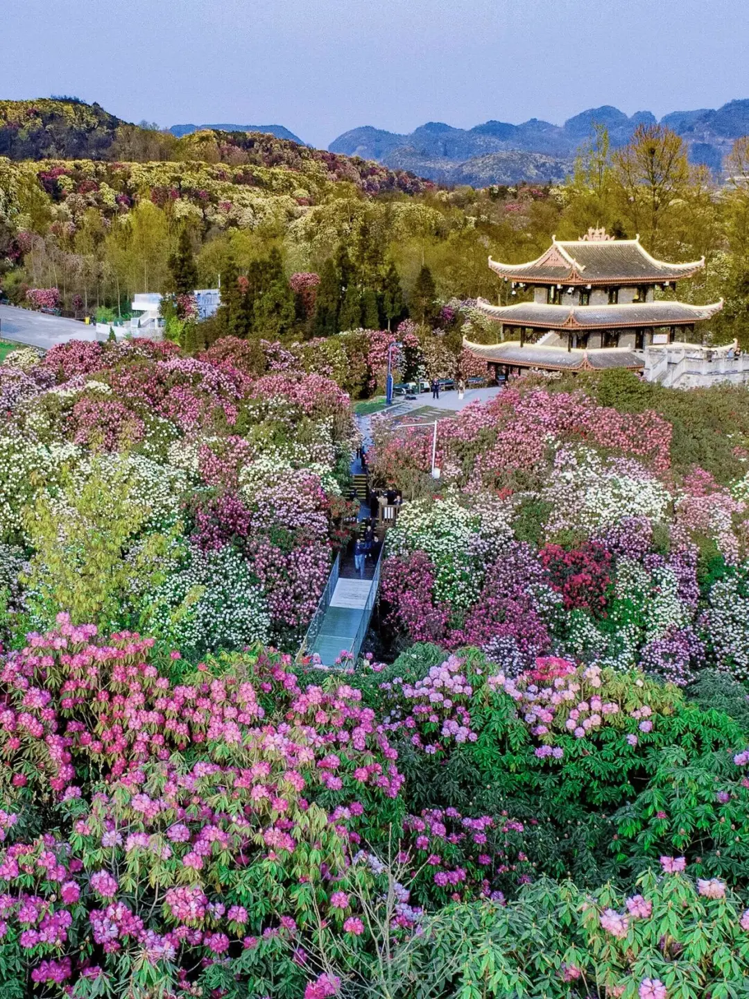 2025百里杜鹃花即将全面盛开🌺