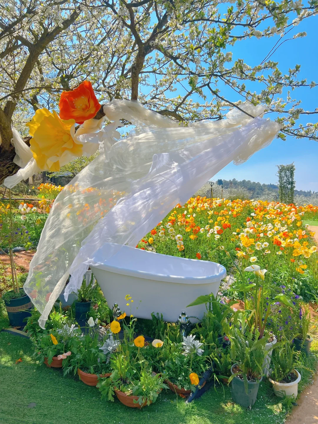 昆明蕞伟大的春日限定！！！震撼全国🥹🥹…