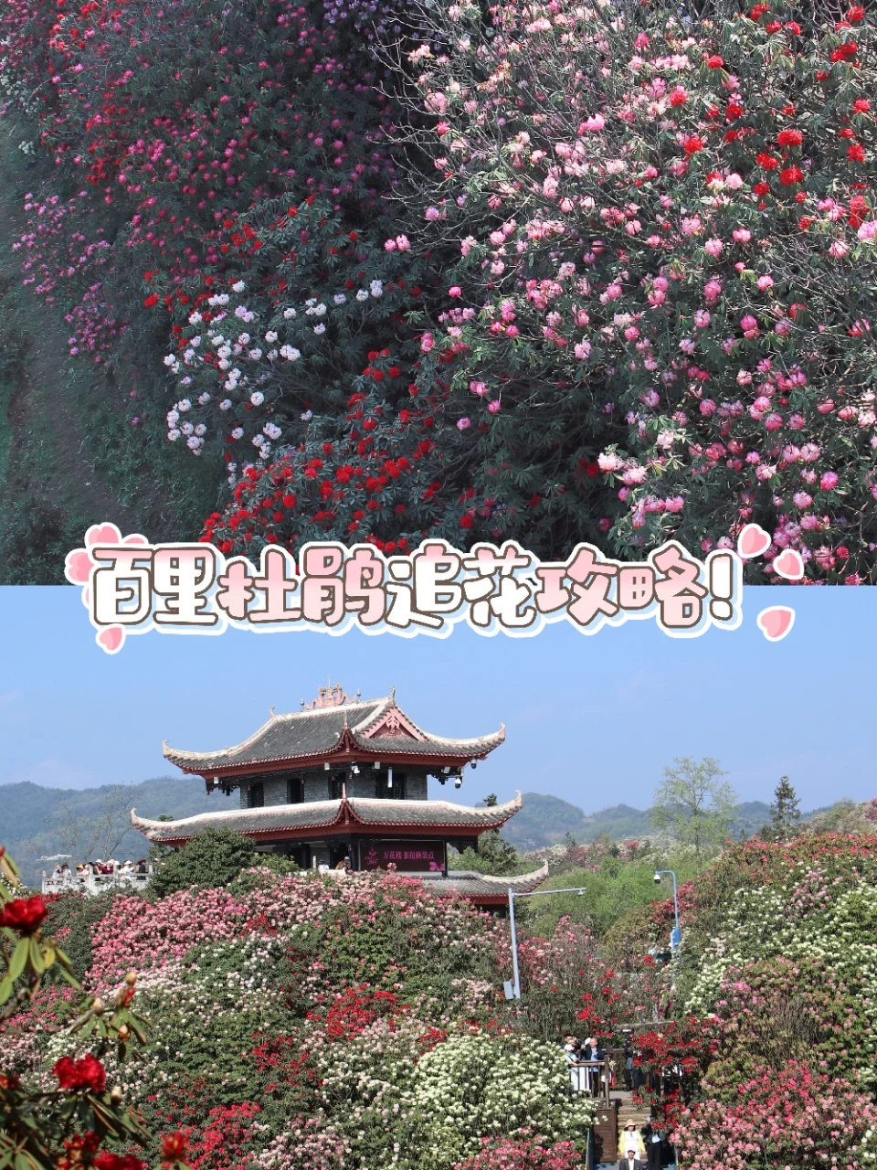 2025追花季 | 百里杜鹃最新攻略，赶快收藏