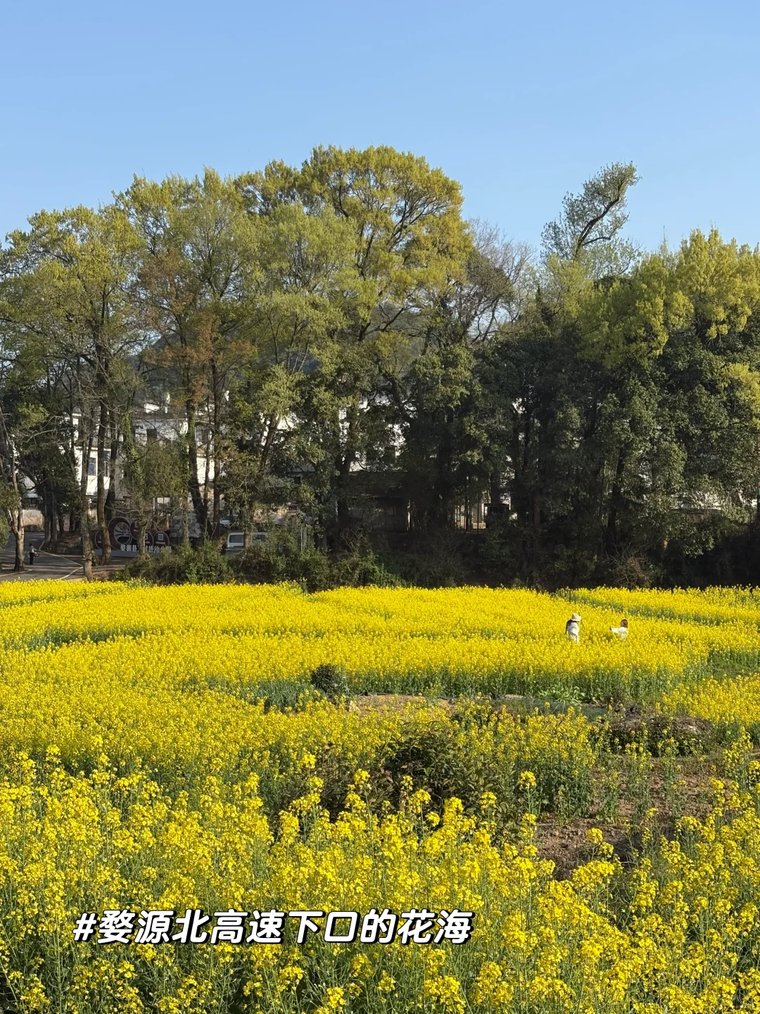 一日看尽婺源花:油菜花海骑游全攻略