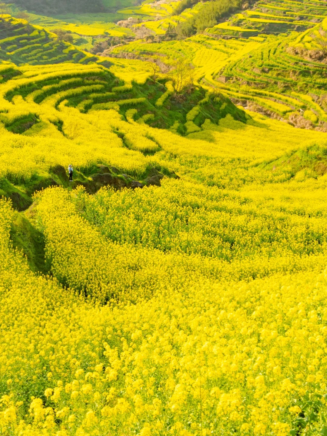 接下来的婺源篁岭🌼是漫山遍野的油菜花海‼️
