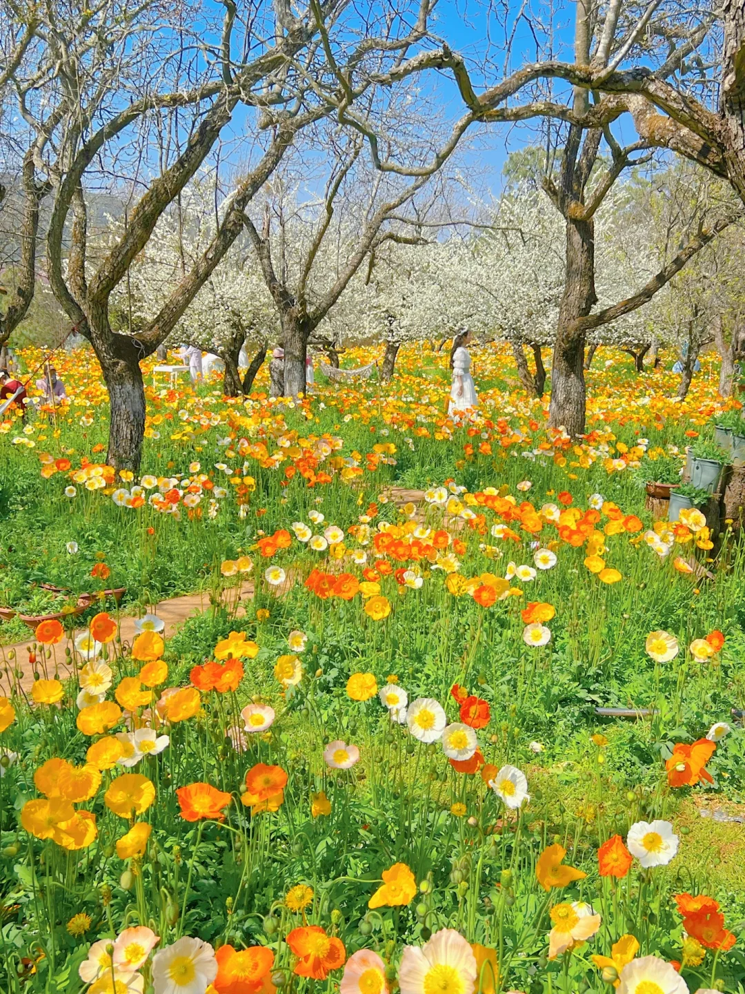 昆明蕞伟大的春日限定！！！震撼全国🥹🥹…