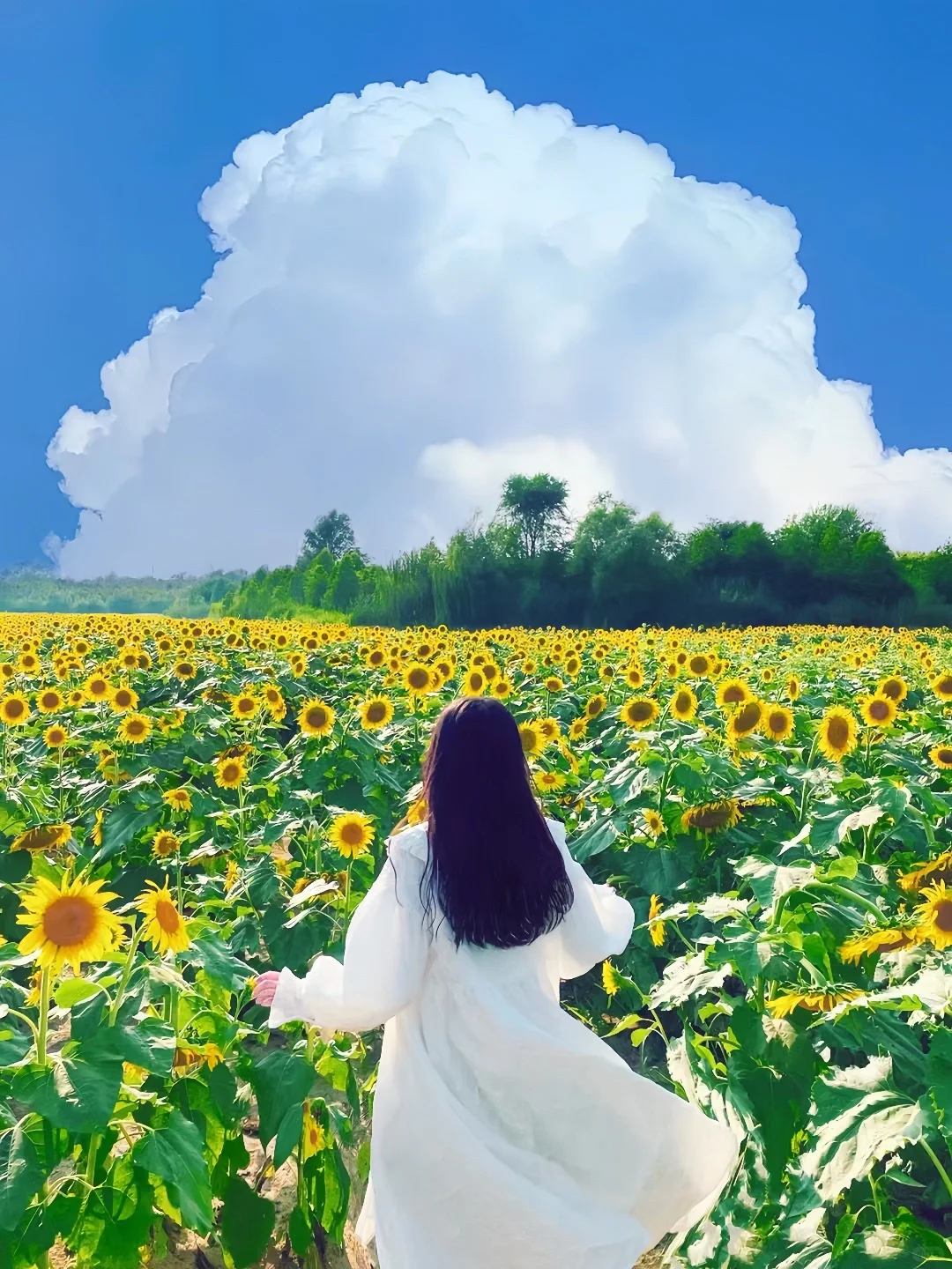 🌸 濮阳｜七大绝美赏花地点·时间全攻略