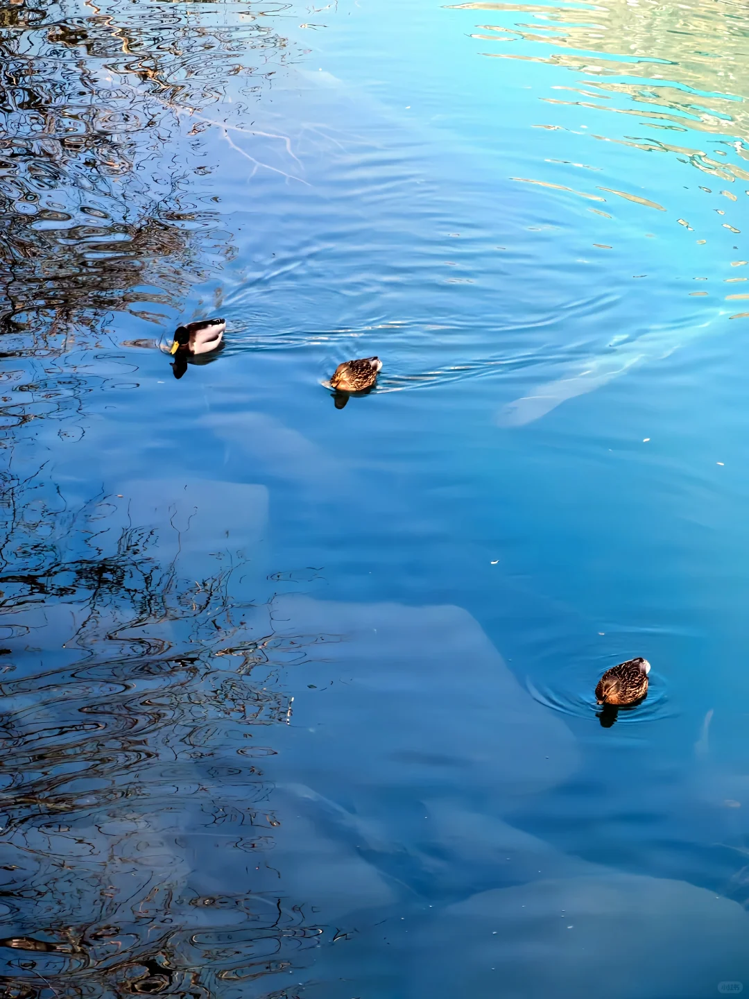 3.20|九寨沟现状!!闯入了动物世界,附攻略