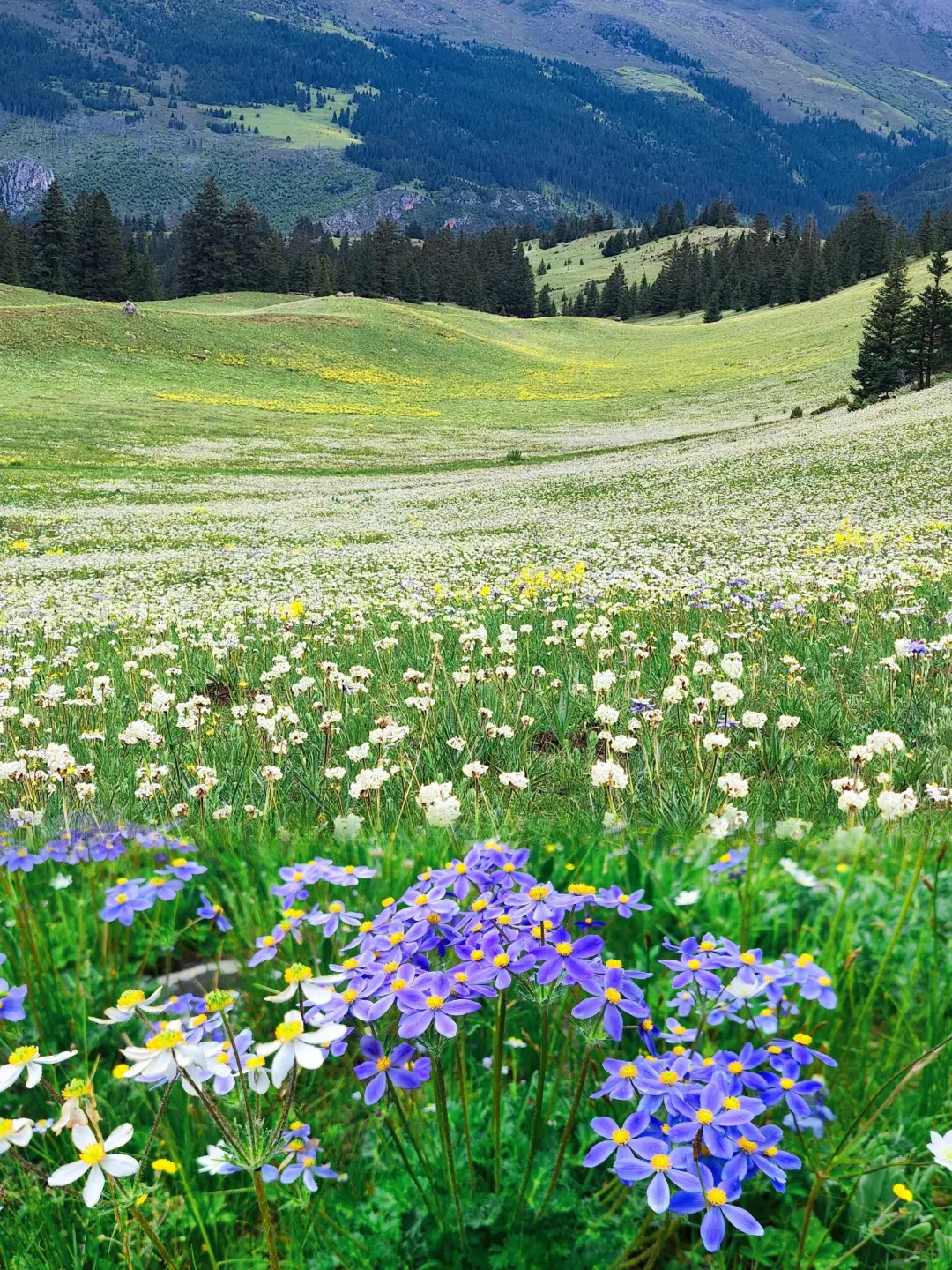 接下来的川西...将是万万次的春和景明啊💐