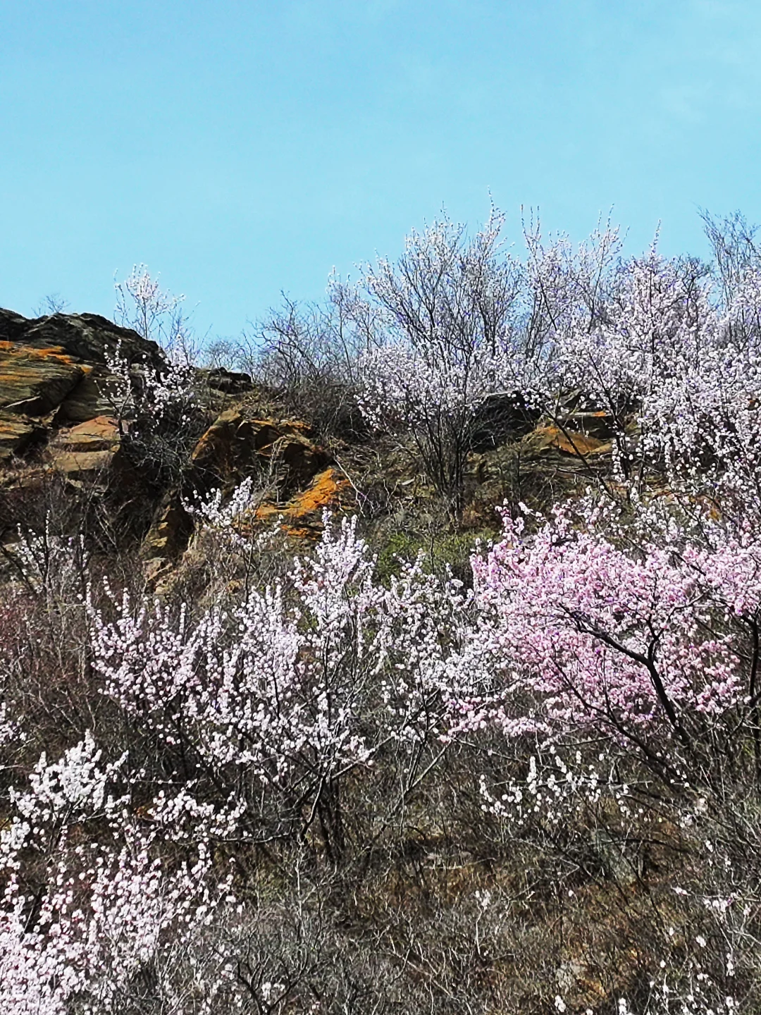 3.23实拍 | 在房山，幽岚山深处的桃花源！