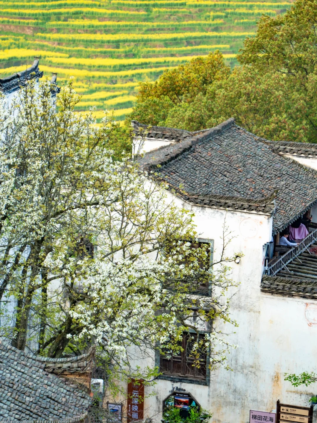 接下来的婺源篁岭🌼是漫山遍野的油菜花海‼️