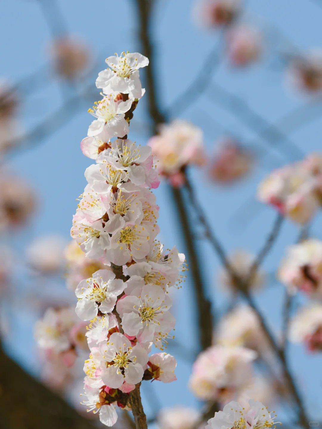 3.23实拍 | 在房山，幽岚山深处的桃花源！