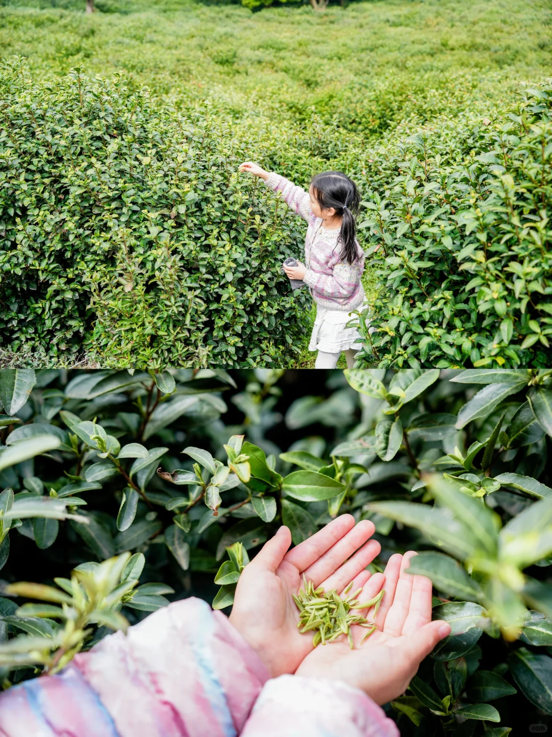 苏州亲子游🌸太湖春季徒步赏花2天行程