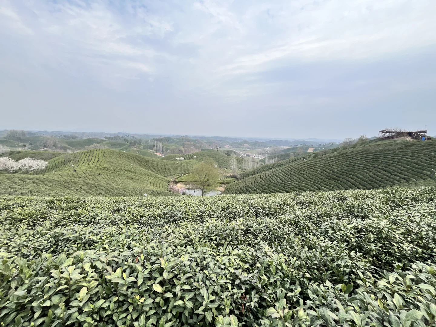 来文新茶村 看中国茶海🍃