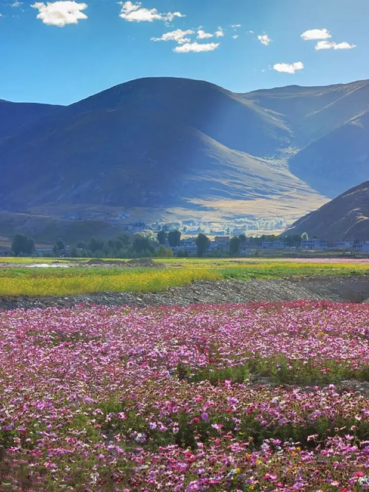接下来的川西...将是万万次的春和景明啊💐