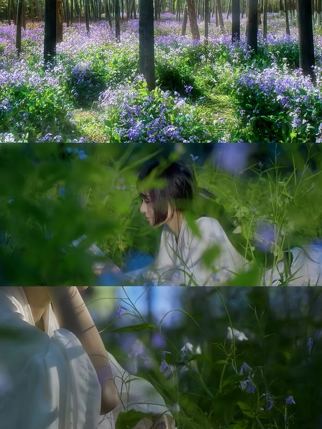 🌸 濮阳｜七大绝美赏花地点·时间全攻略