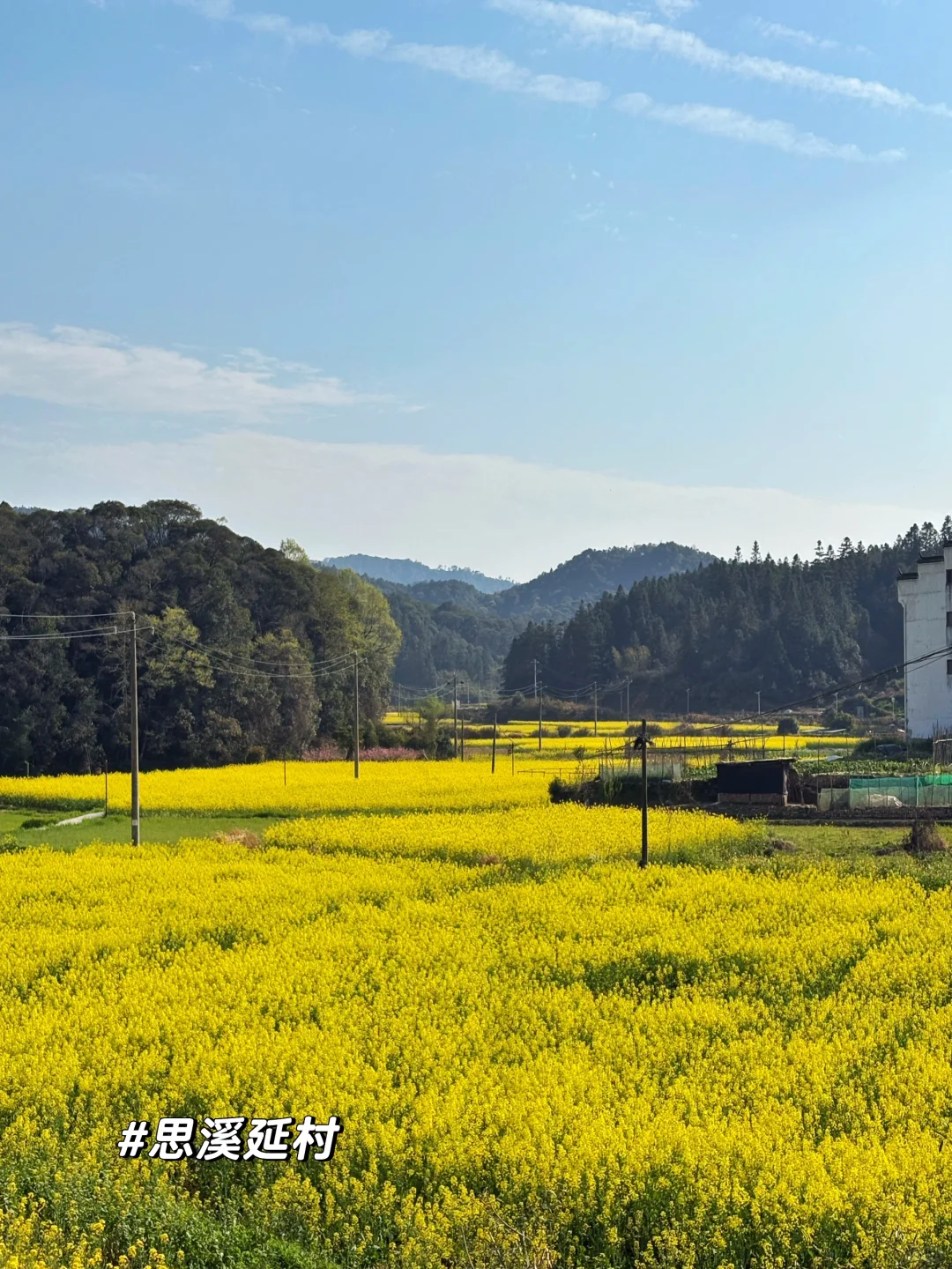 一日看尽婺源花:油菜花海骑游全攻略