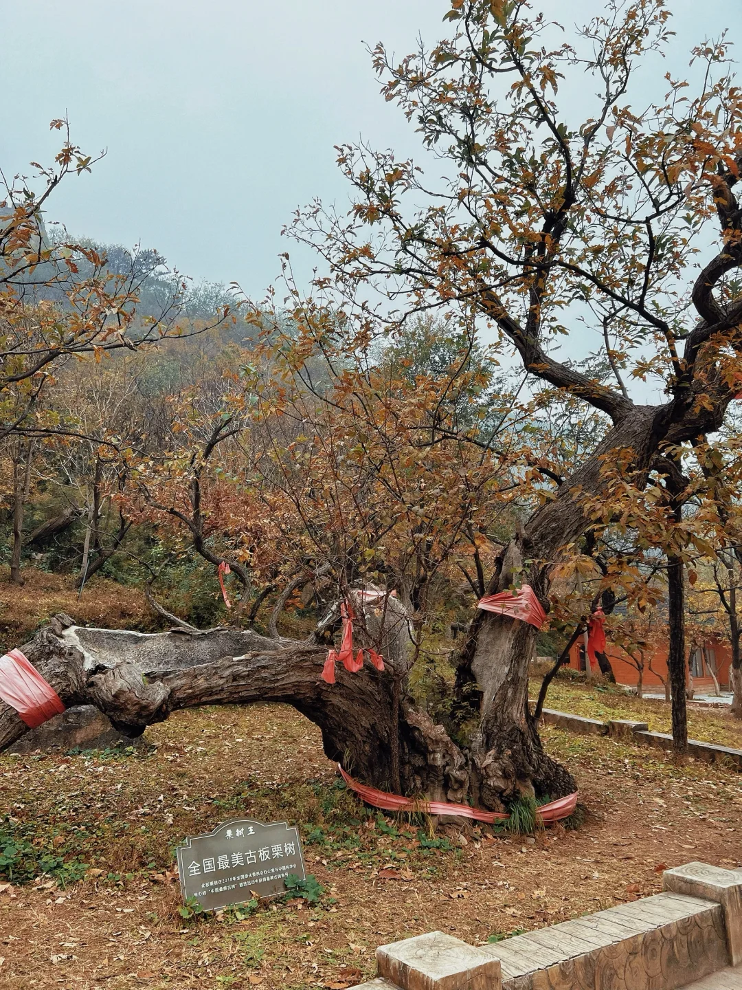 终于明白为什么都推荐黄花城水长城了