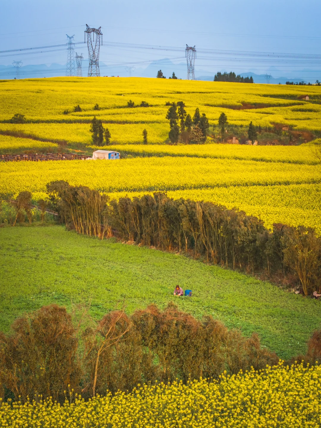 🌼云南罗平的三月，如同闯入画中