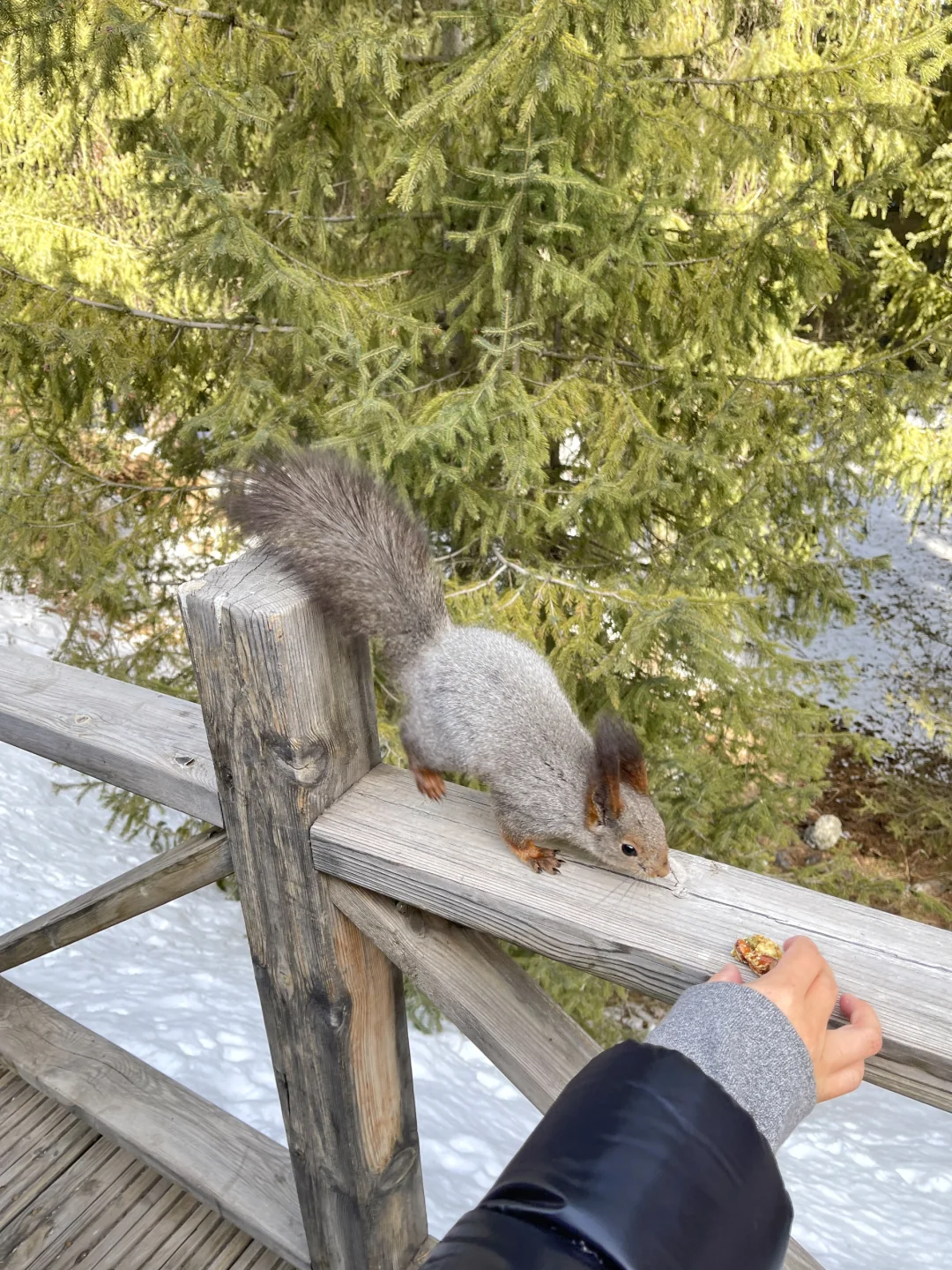 小松鼠🐿️补点坚果吧～