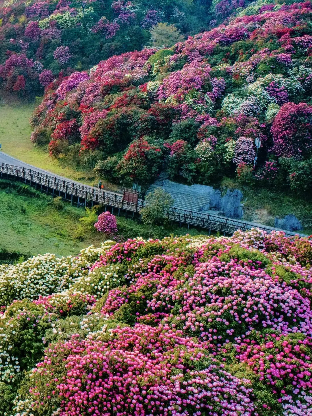 2025百里杜鹃花即将全面盛开🌺