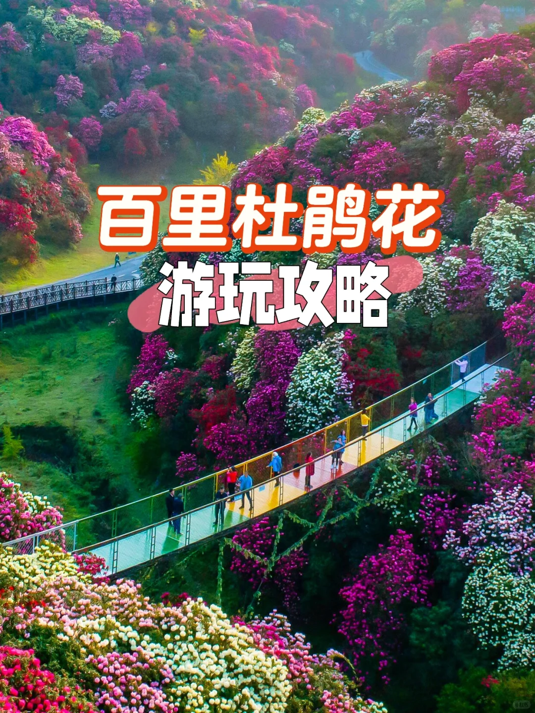 2025百里杜鹃花即将全面盛开🌺