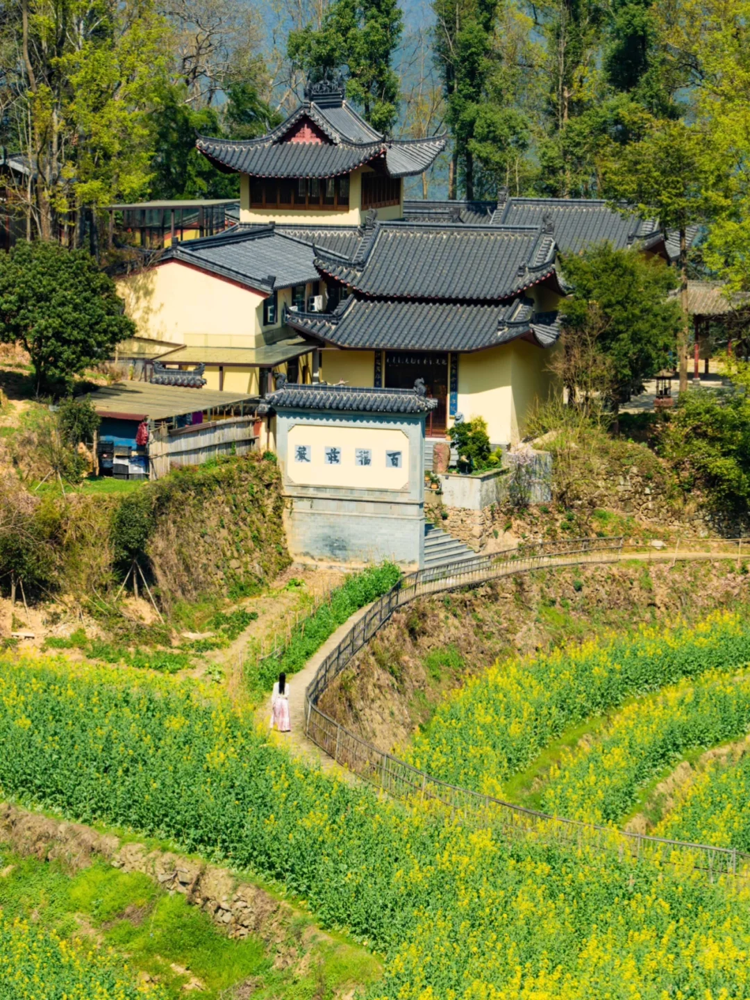 接下来的婺源篁岭🌼是漫山遍野的油菜花海‼️