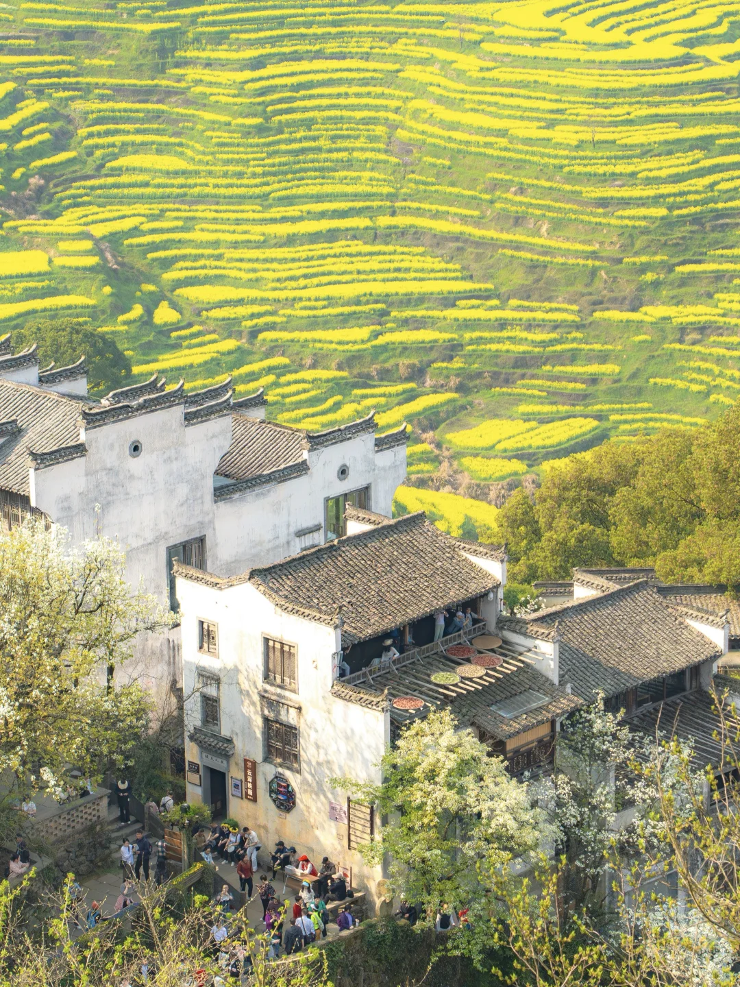 Live实况‼篁岭的春天美到封神！没有平替
