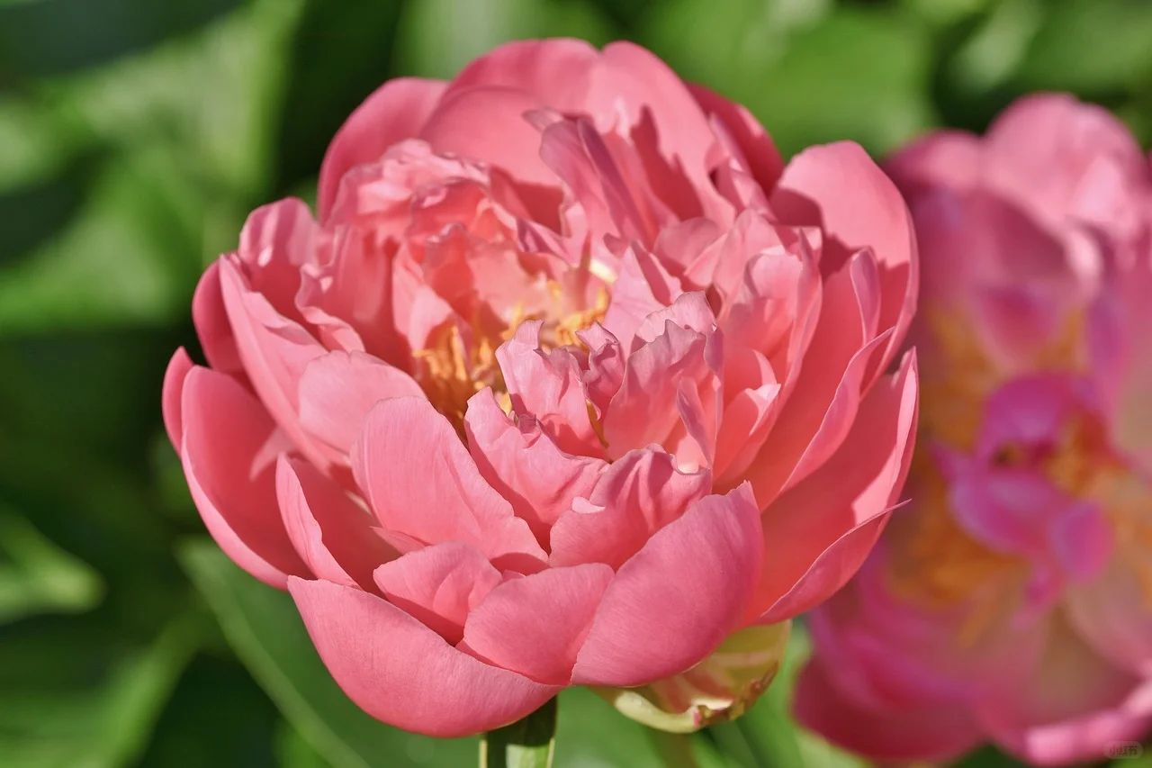 赏花、踏青、遛娃一键收藏!