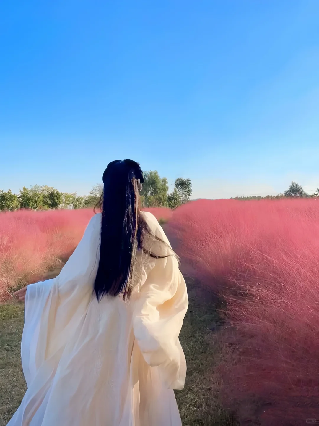 🌸 濮阳｜七大绝美赏花地点·时间全攻略