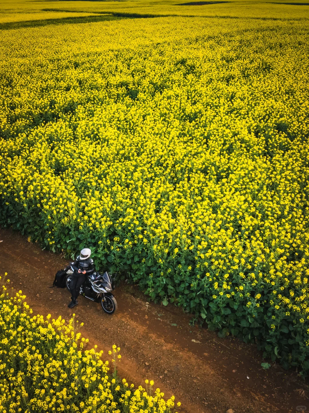 🌼云南罗平的三月，如同闯入画中