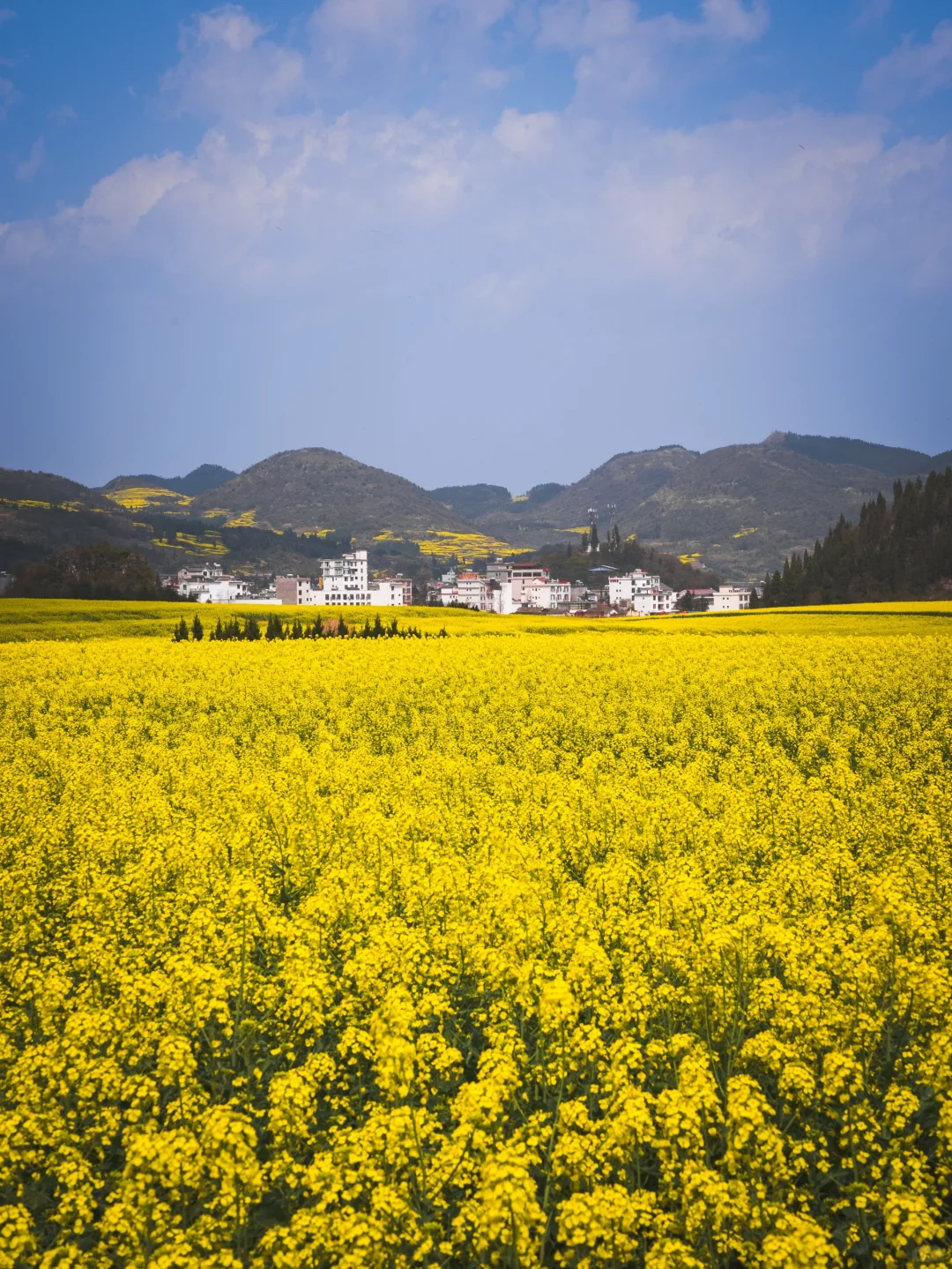 🌼云南罗平的三月，如同闯入画中