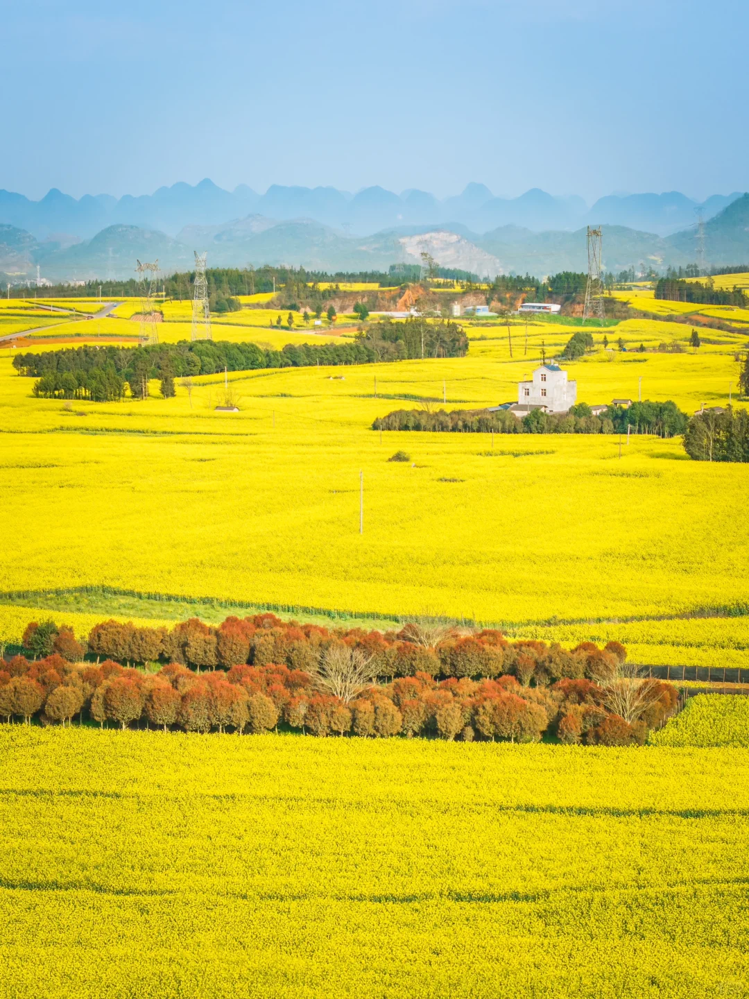 🌼云南罗平的三月，如同闯入画中