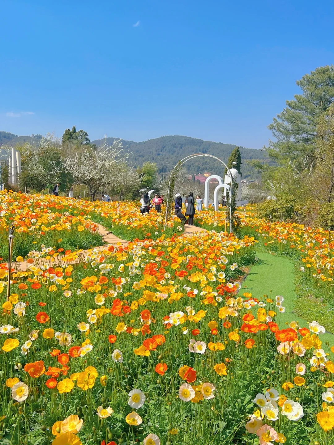 昆明蕞伟大的春日限定！！！震撼全国🥹🥹…