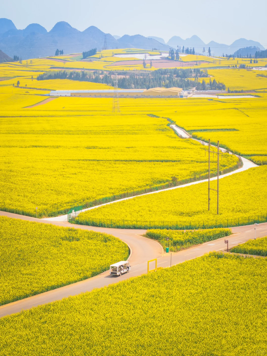 🌼云南罗平的三月，如同闯入画中